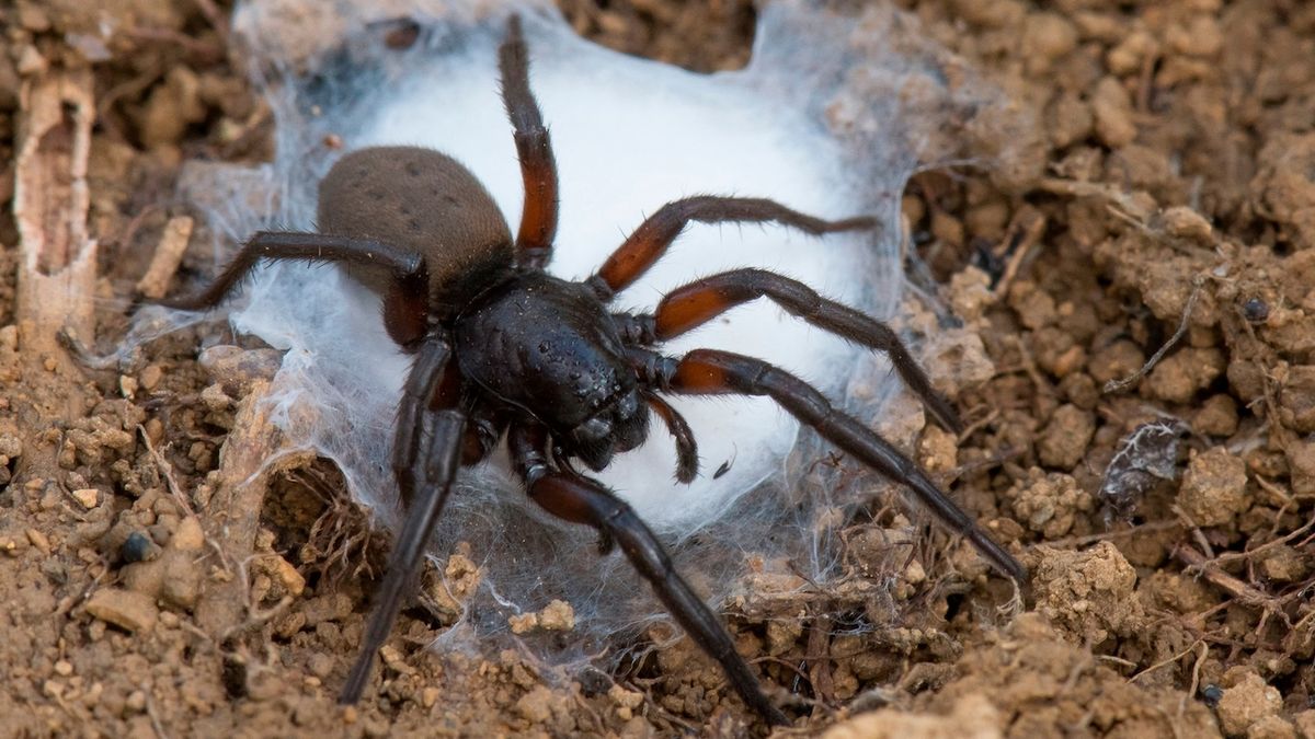 Vědci na Mostecku objevili vzácný hmyz či velké pavouky